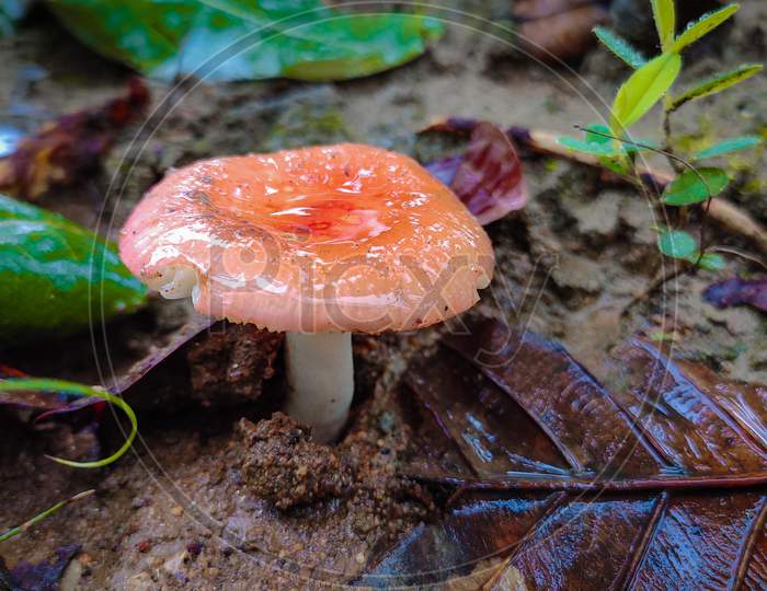 Orange juicy mushroom