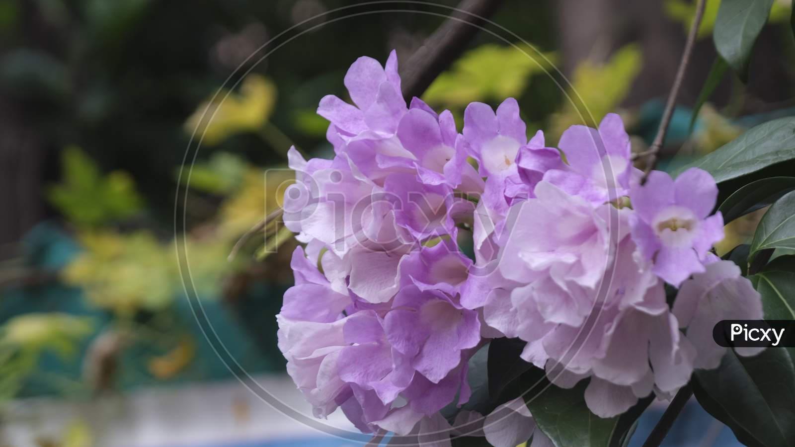 Purple shade flowers