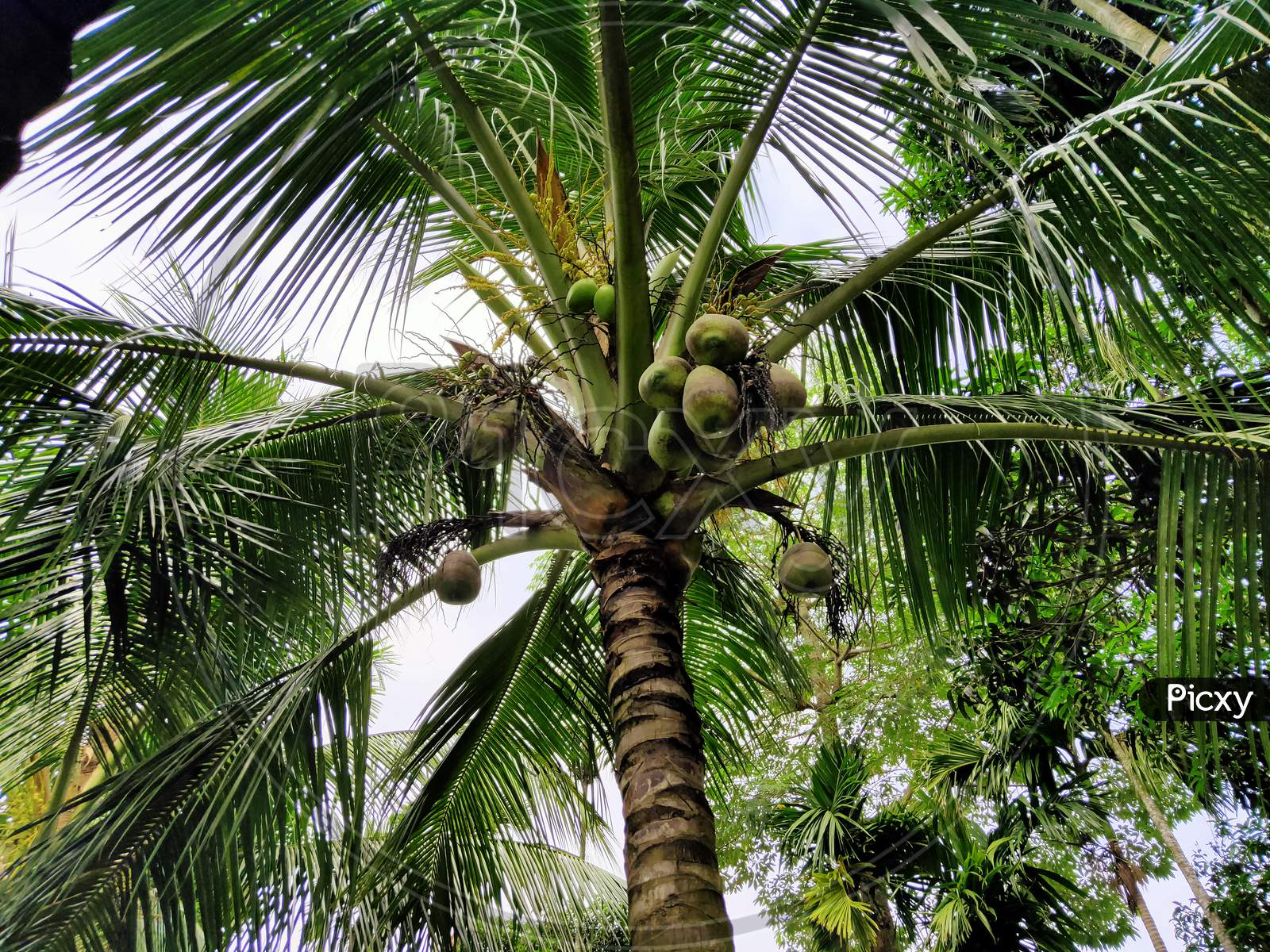 Coconut tree