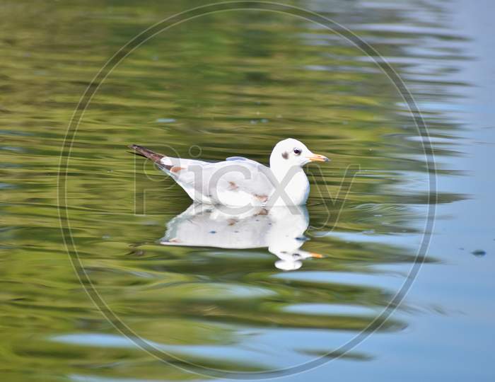 Seagull in water with reflection