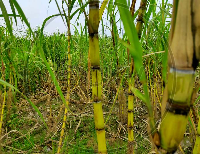 sugar cane plant