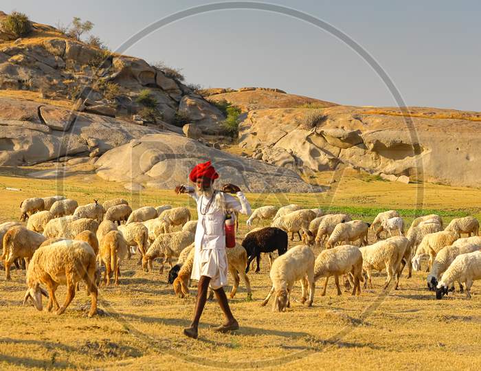 A Shepard walking with his cattle grazing in the grasslands at Jawai