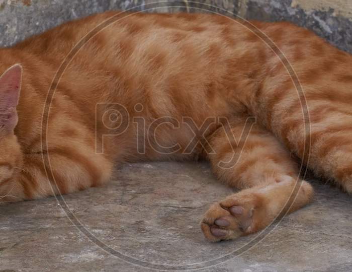 Domestic Indian Striped Kitten. Cute Young Cat Isolated With Their Original Background. Indoor Pets, Veterinary And Advertising Concept. Detailed Outdoor Close-Up.