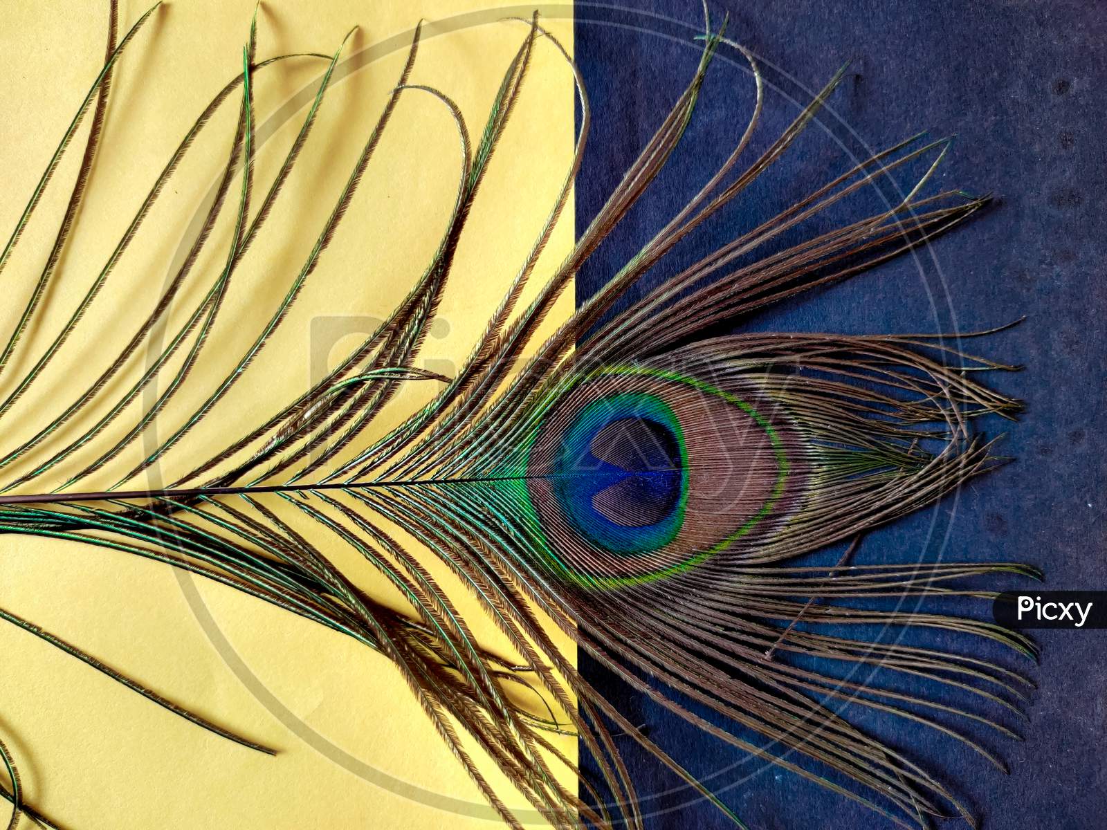 Portrait Shot Of One Peacock Feather Isolated On Yellow And Black Background.