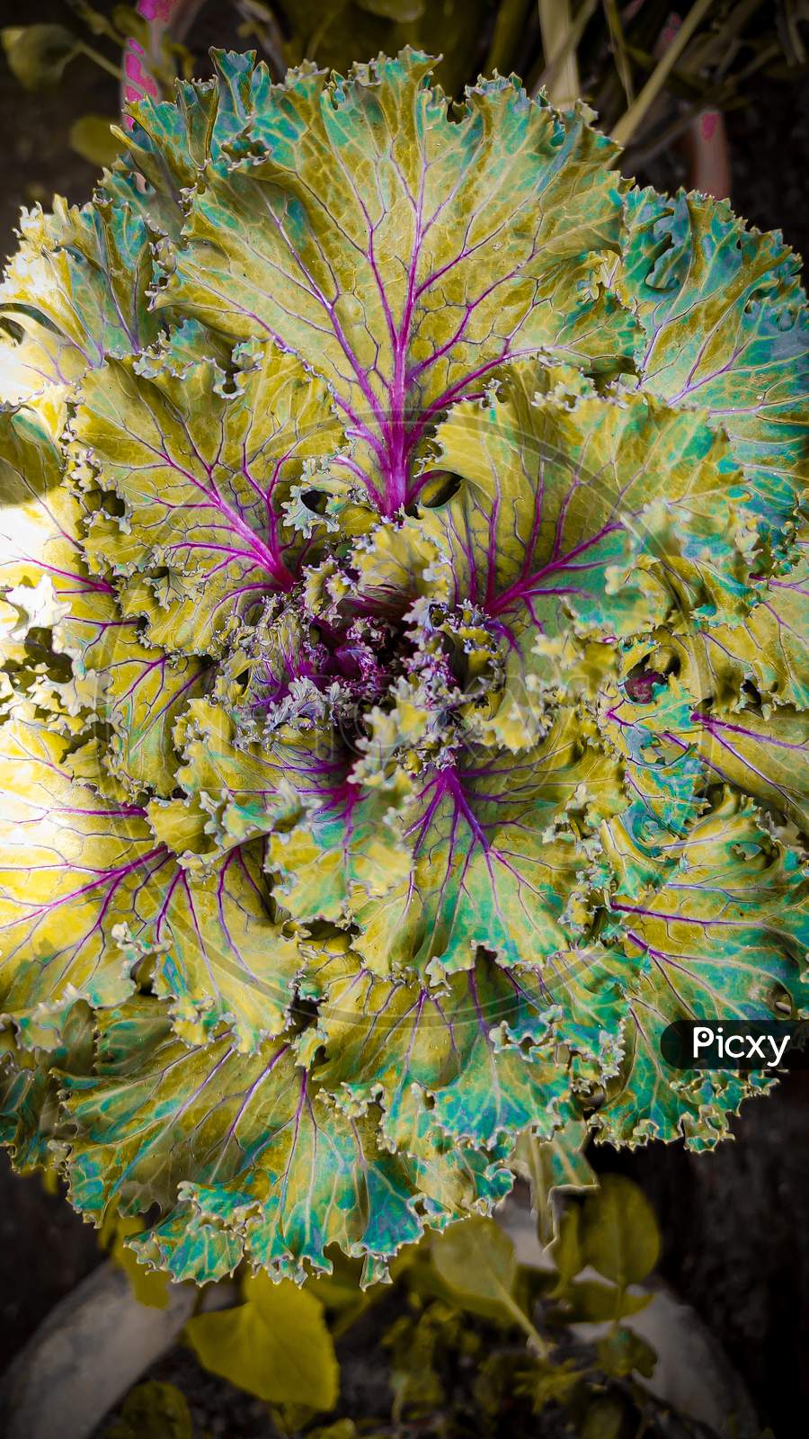 nebula cauli flower