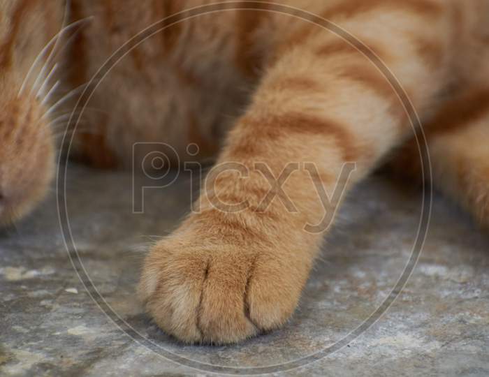 Domestic Indian Striped Kitten. Cute Young Cat Isolated With Their Original Background. Indoor Pets, Veterinary And Advertising Concept. Detailed Outdoor Close-Up.