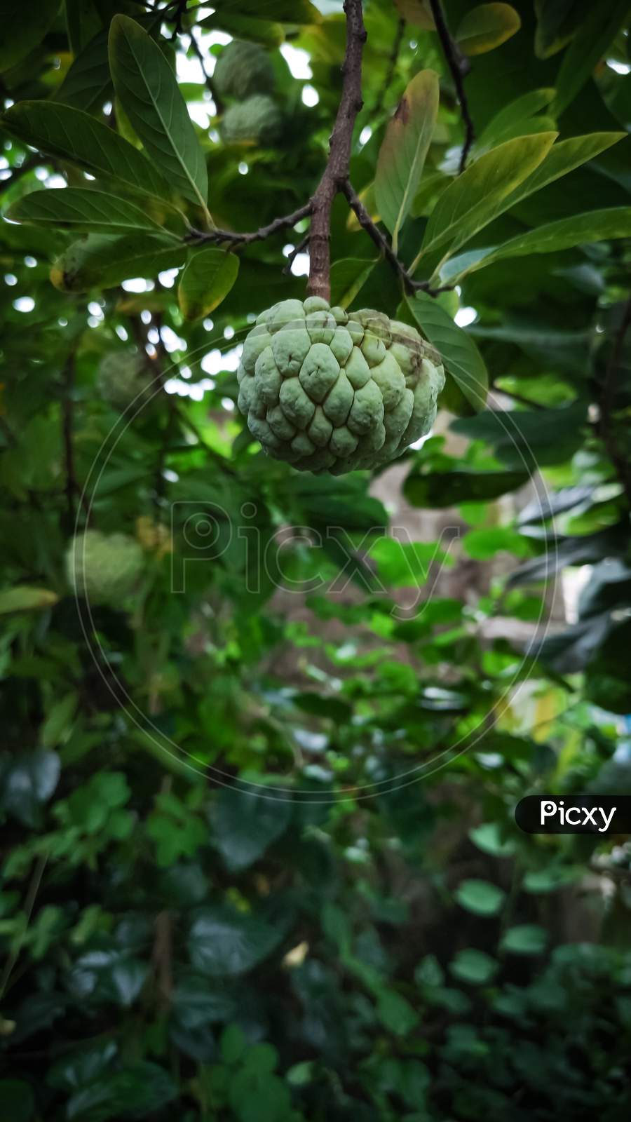 Selective Focus On A Green Apple On Tree