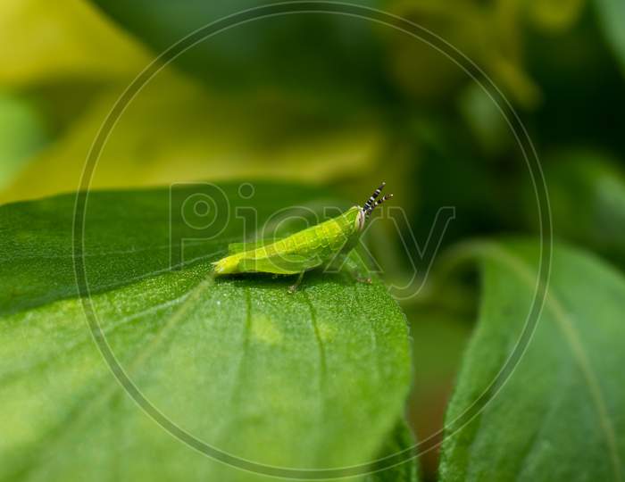 A Locust on a leaf, Macro Photo