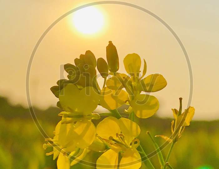Flower with a Sun