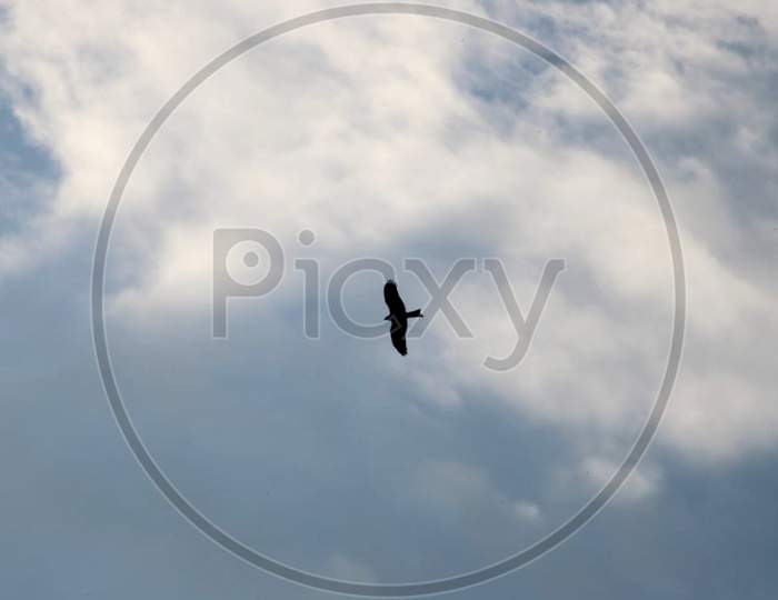 picture of a bird