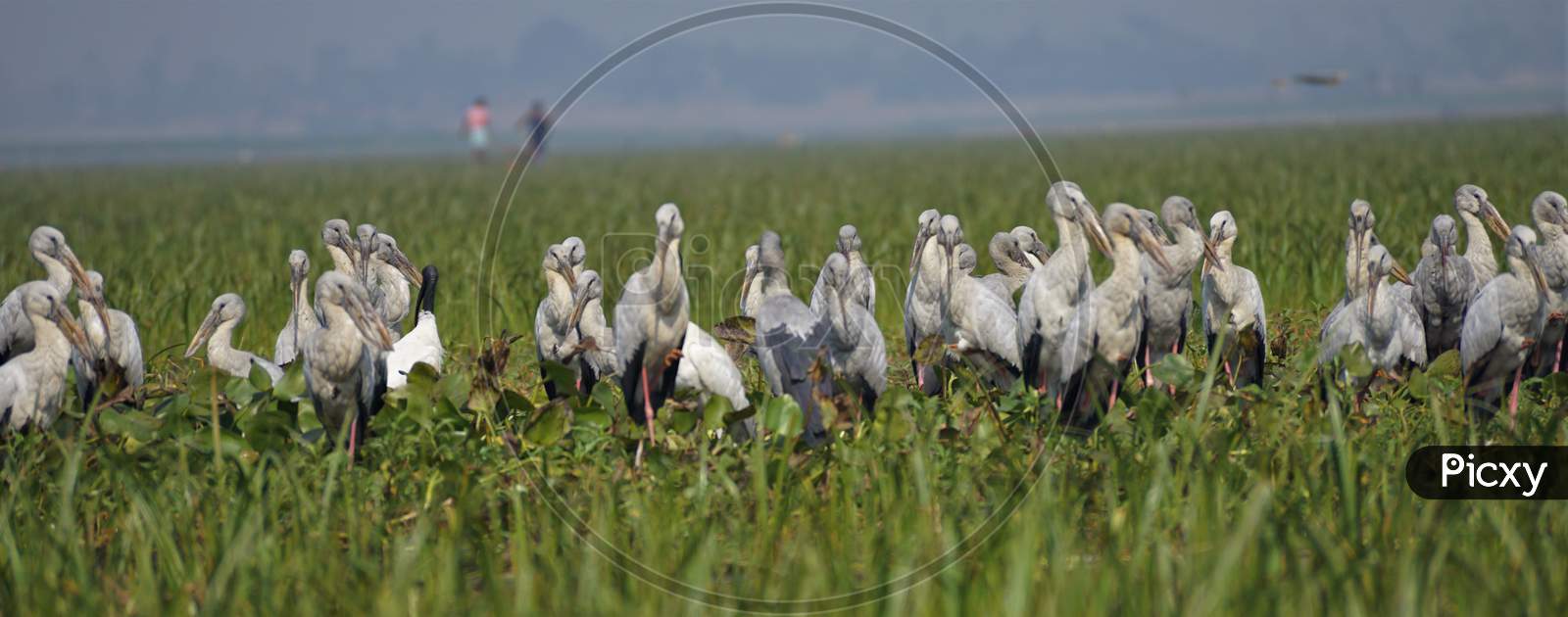 A flock of Asian openbill stork