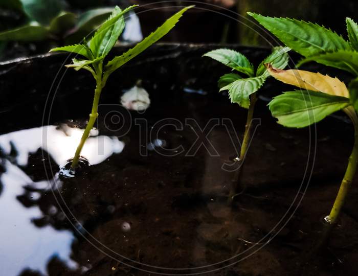 Small Green Plant On Water Pot