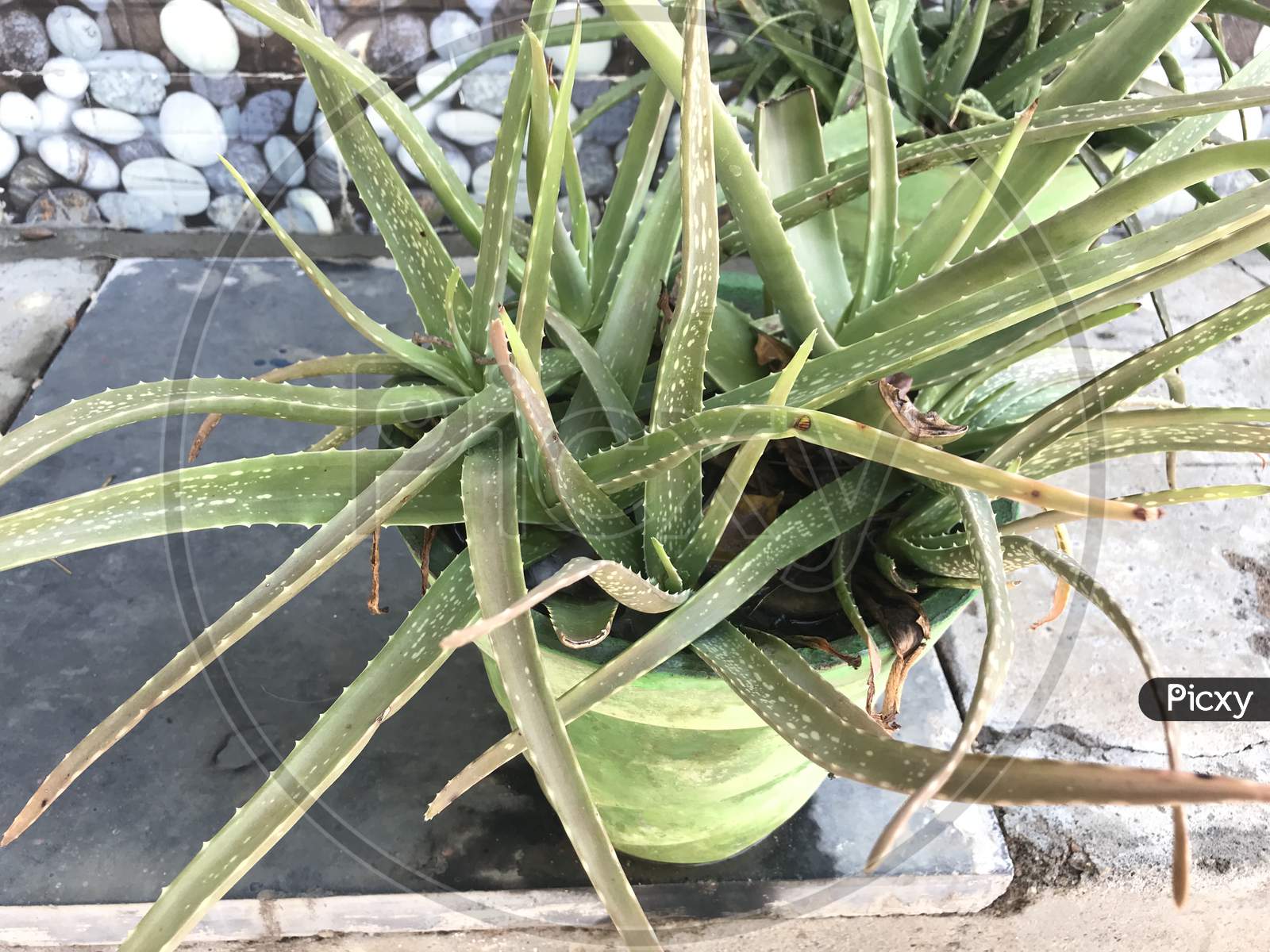 Aloe Vera Green Plant In A Pot Is Growing At Outdoor Of An Residential And Ll Be Used For Medicine Cosmetic Purpose