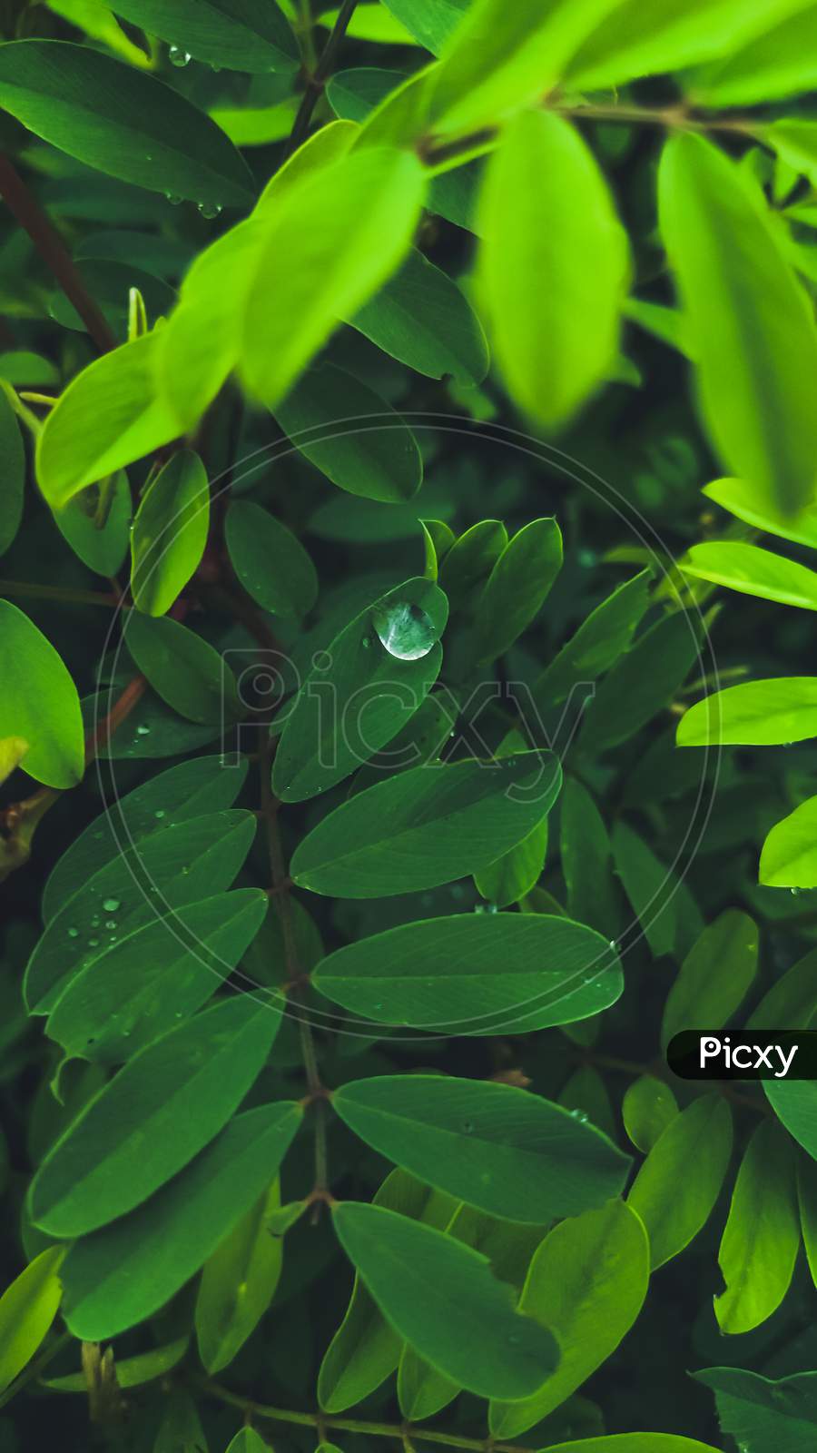 Water Drop On Green Leaves Of A Plant