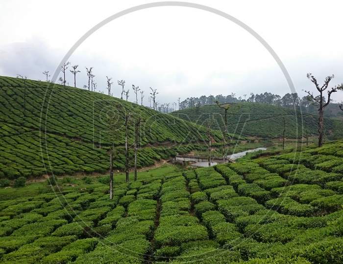Landscape Of A Tea Plantation In Valparai Tamilnadu India