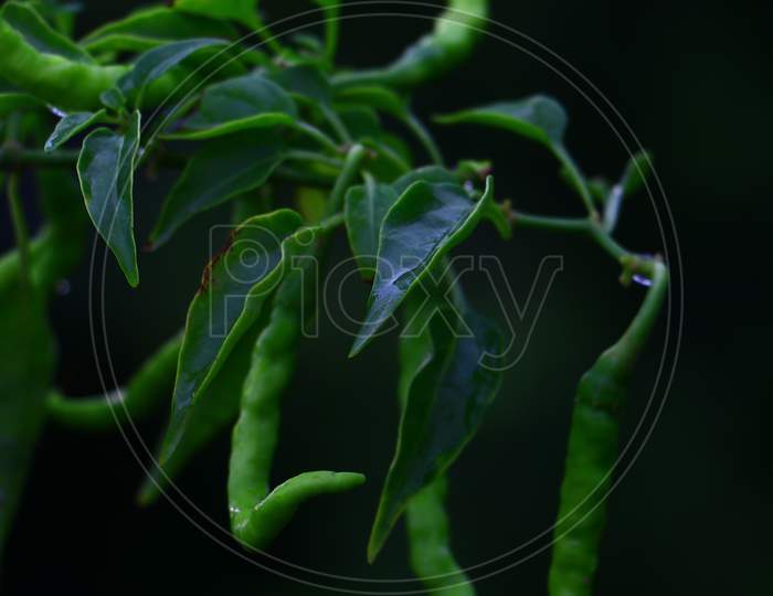 Green ripening chili peppers on a bush with the garden on the background.
