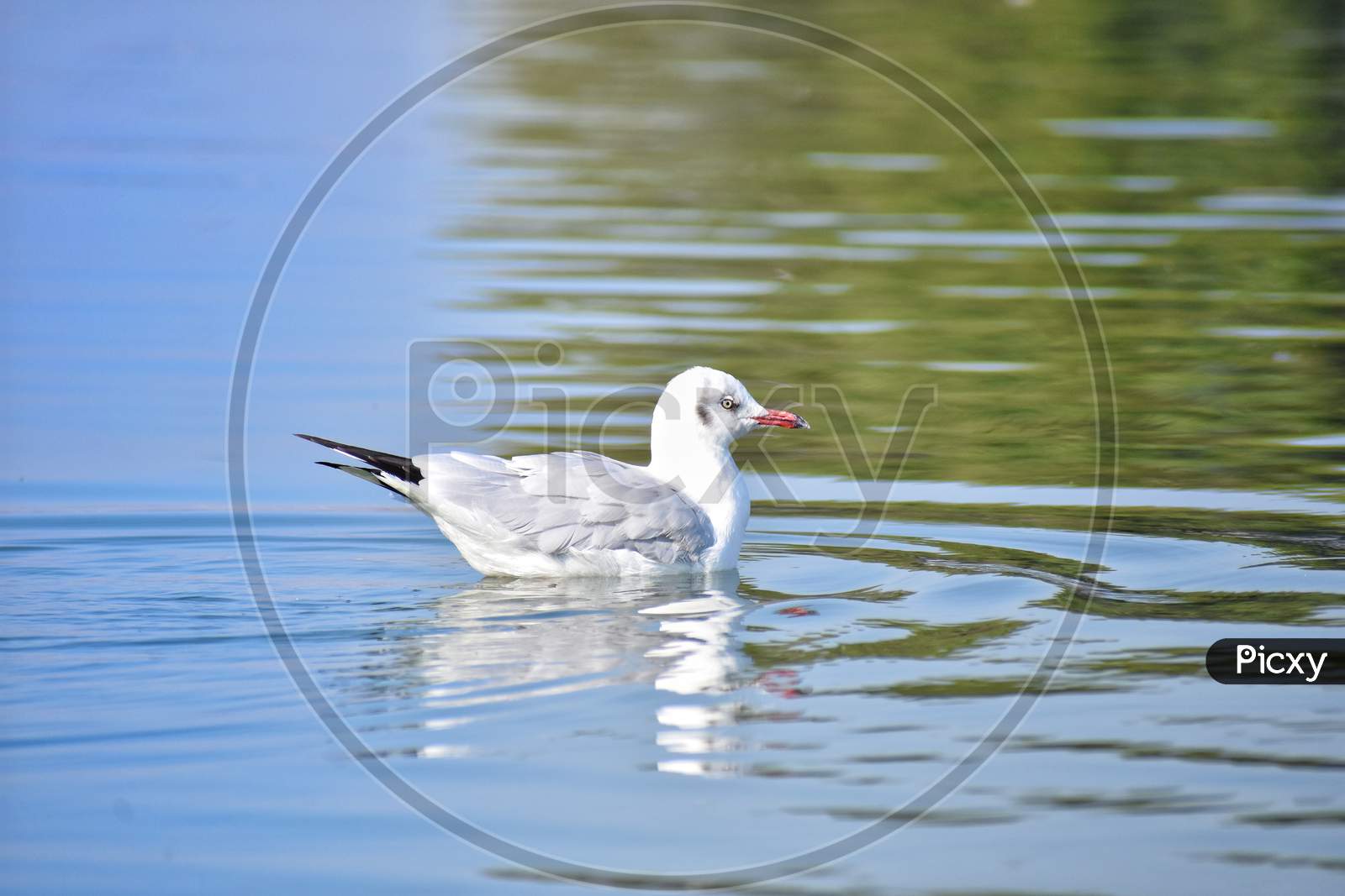 Seagull in water creating water waves