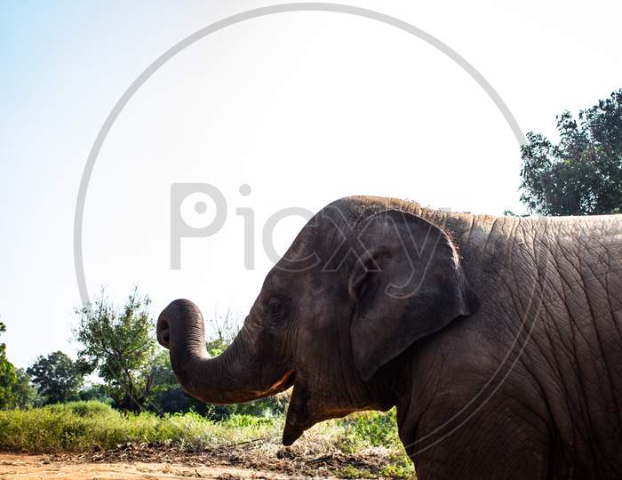 Baby Elephant Portrait. Baby elephant opening mouth & playing on the reserve field with isolated on forest background.