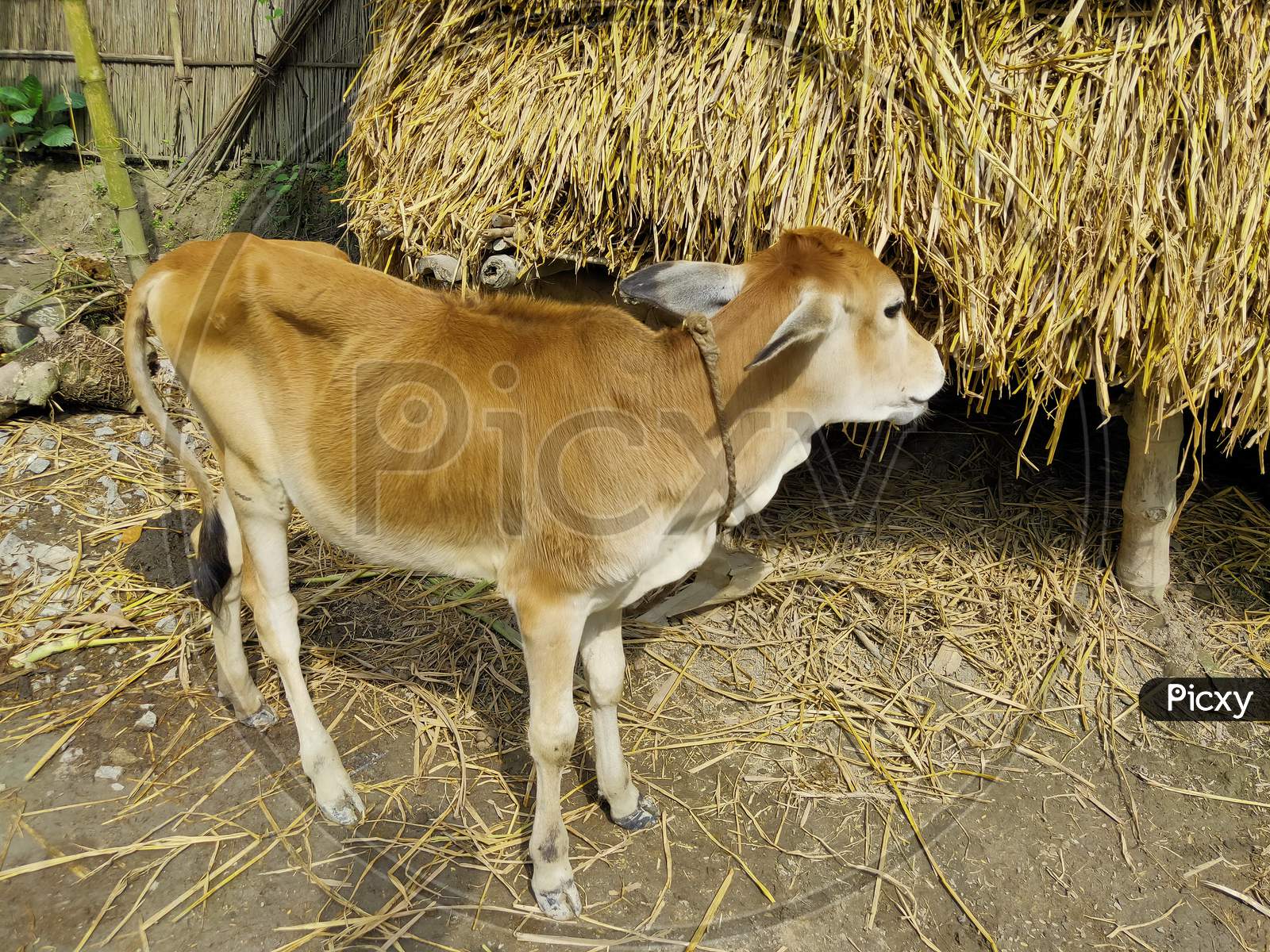 Cow animal