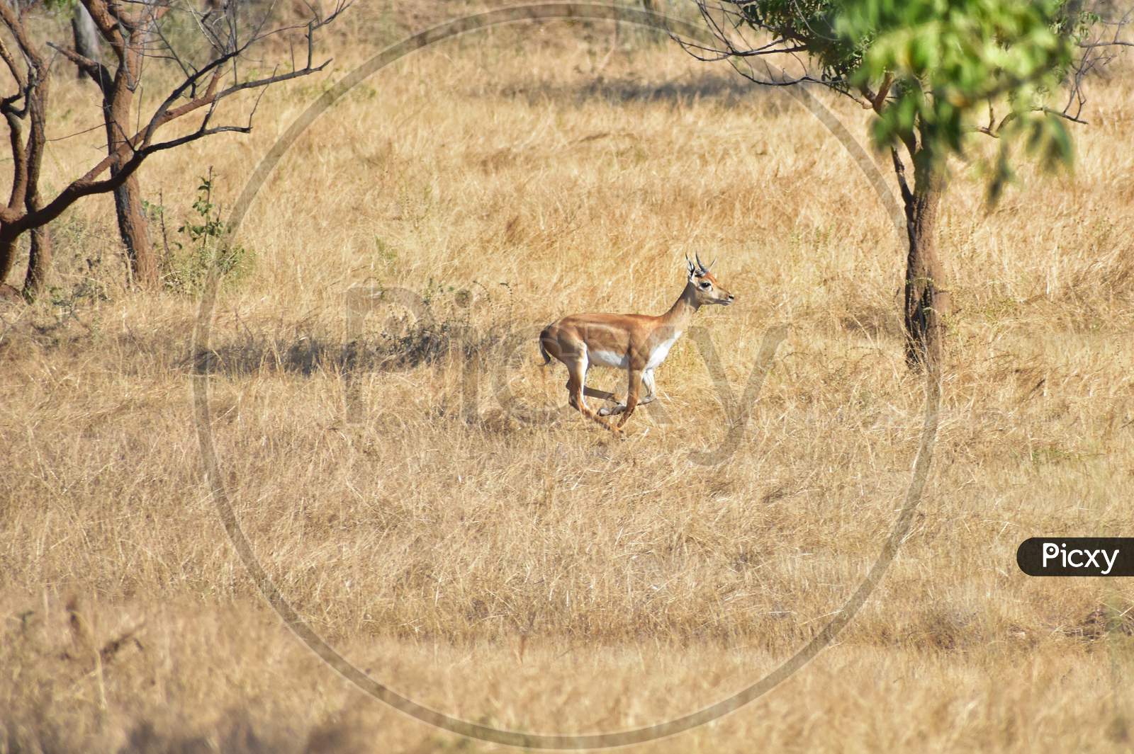 Deer running in dry grass field
