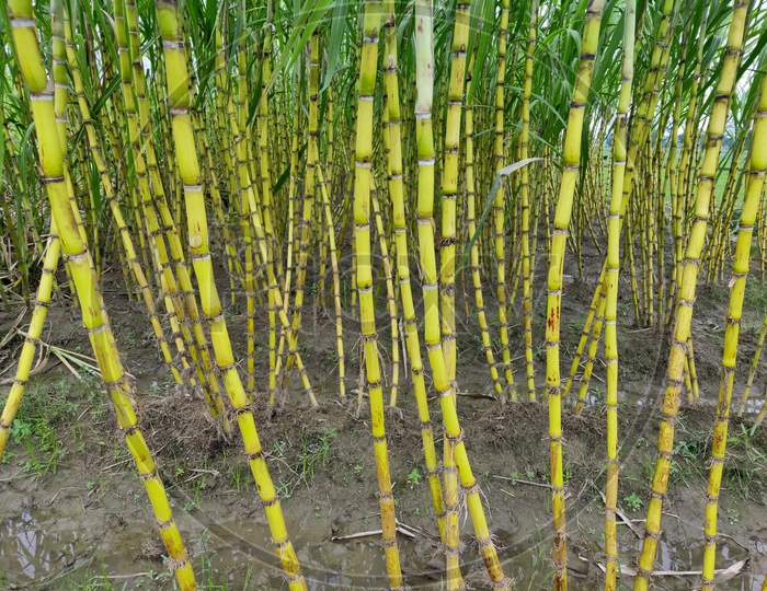 sugar cane plant