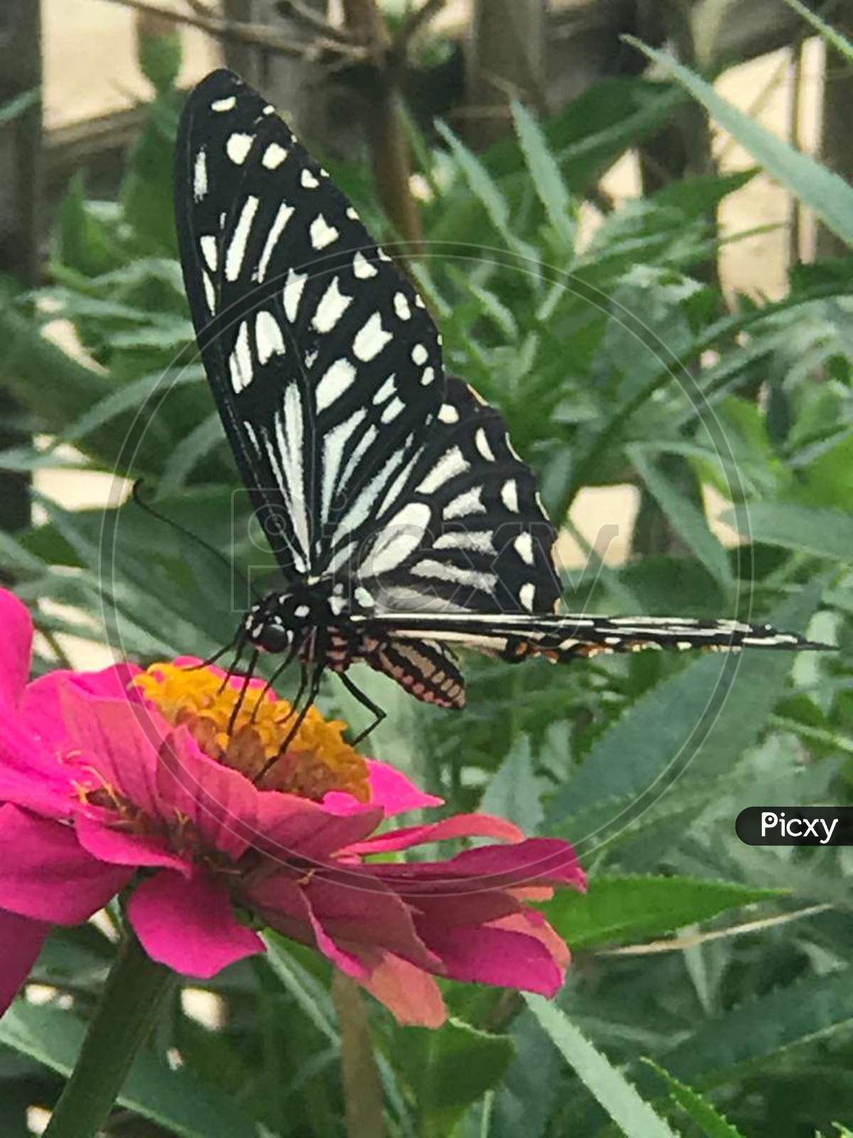 A butterfly on flower