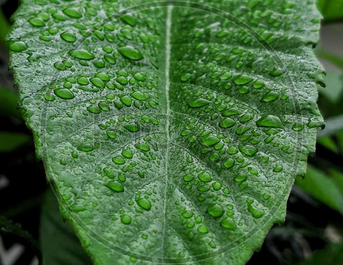 Water drops on a big leaf on a rainy day