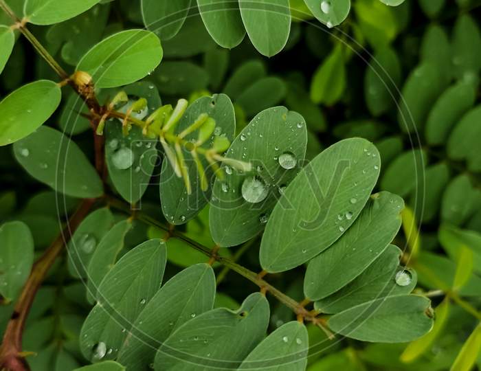 Water Drops On Green Leaves Of A Plant