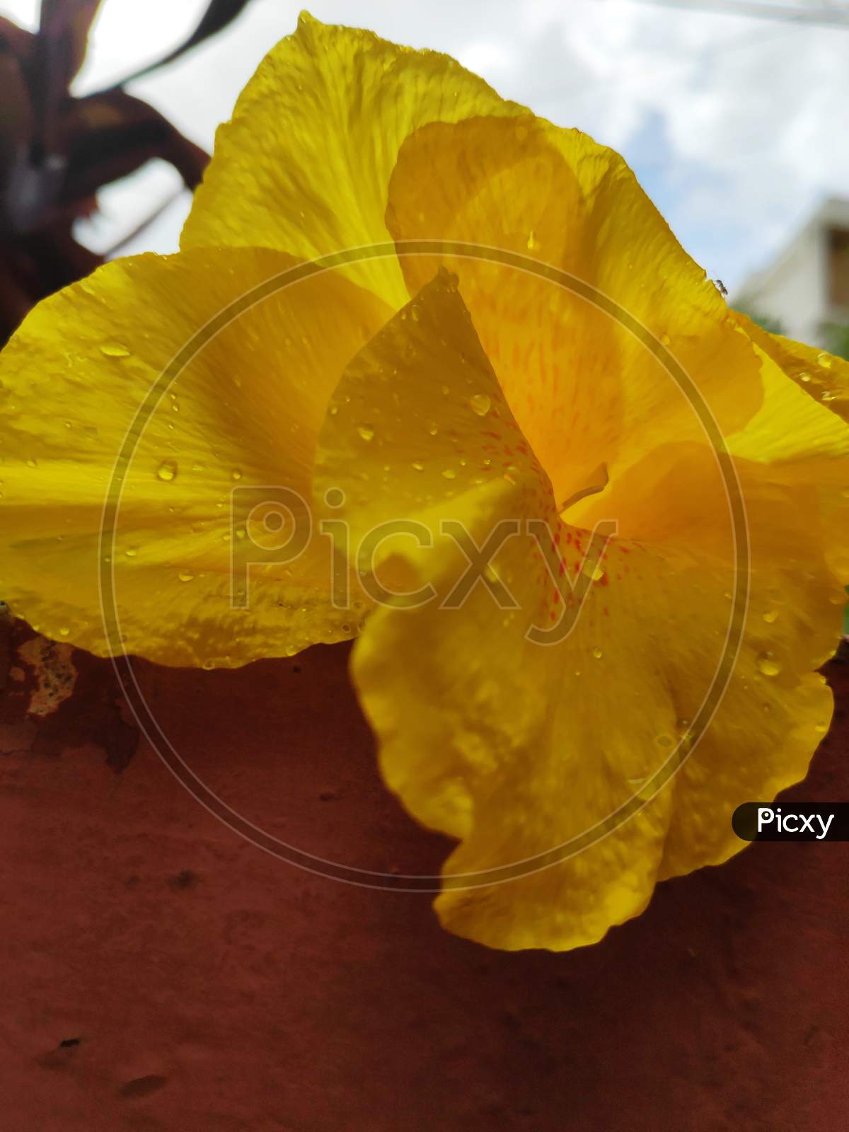 Yellow beautiful flower