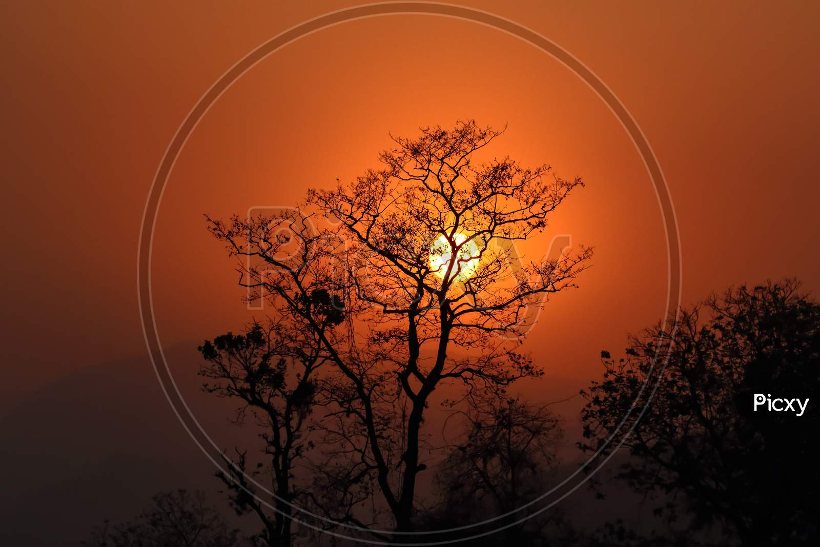 Silhouette of a tree with sun and red and orange sky in the background