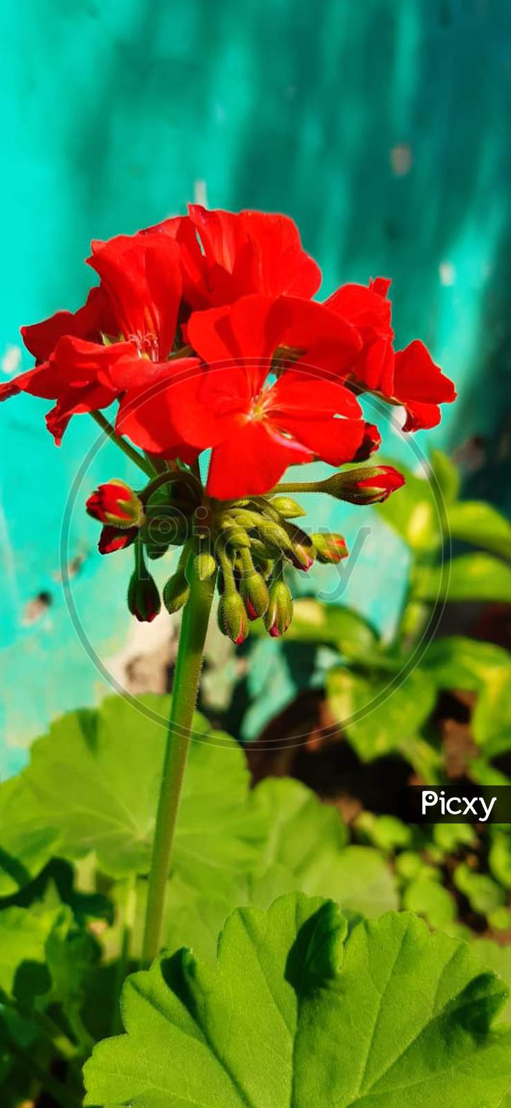 Flower plant