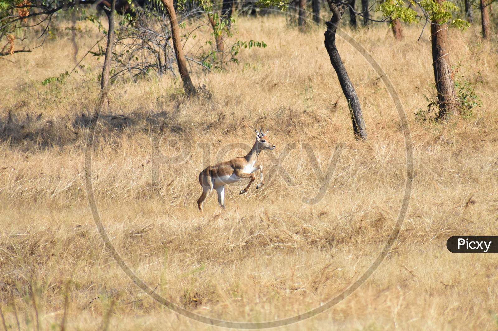 Isolated deer jumping in air