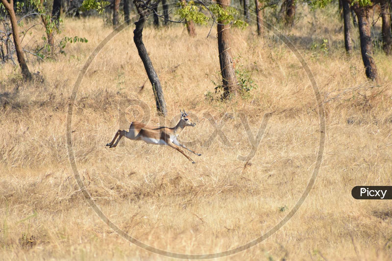 Deer jumping in air in forest