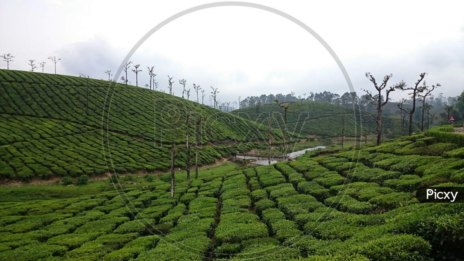 Landscape Of A Tea Plantation In Valparai Tamilnadu India