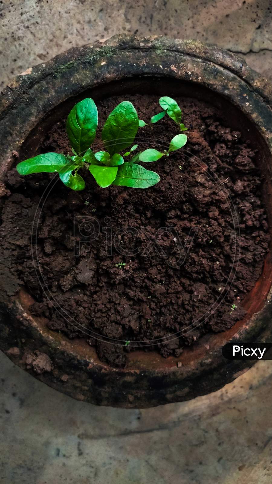 Small Green Plant With Soil In A Old Flower Flower Pot