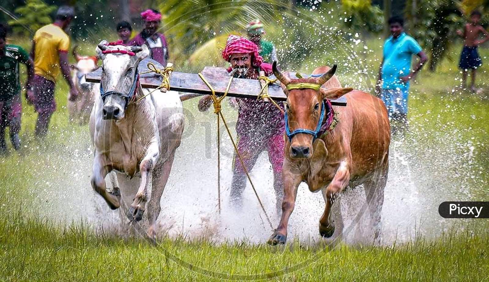 Cow racing photography