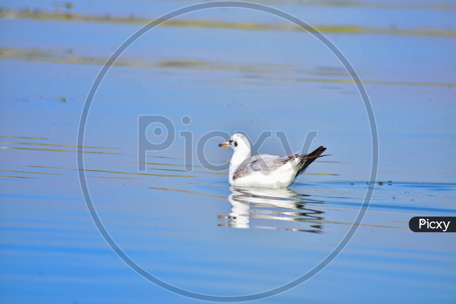 Seagull in lake water