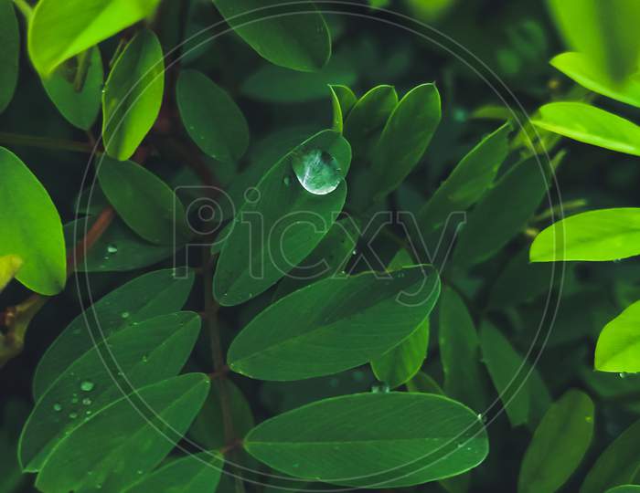 Water Drop On Green Leaves Of A Plant