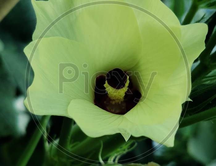 Vegetable Flower