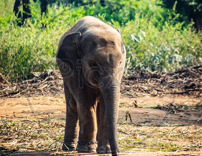 Baby Elephant Portrait. Baby elephant playing on the reserve field with isolated on forest background.