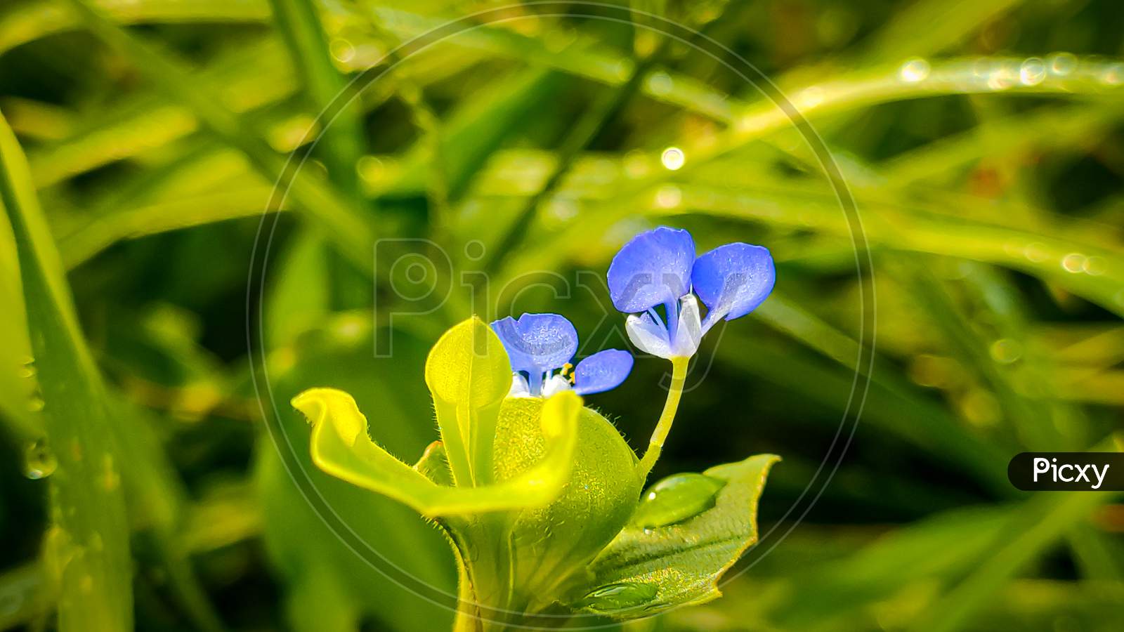 blue tiny flower