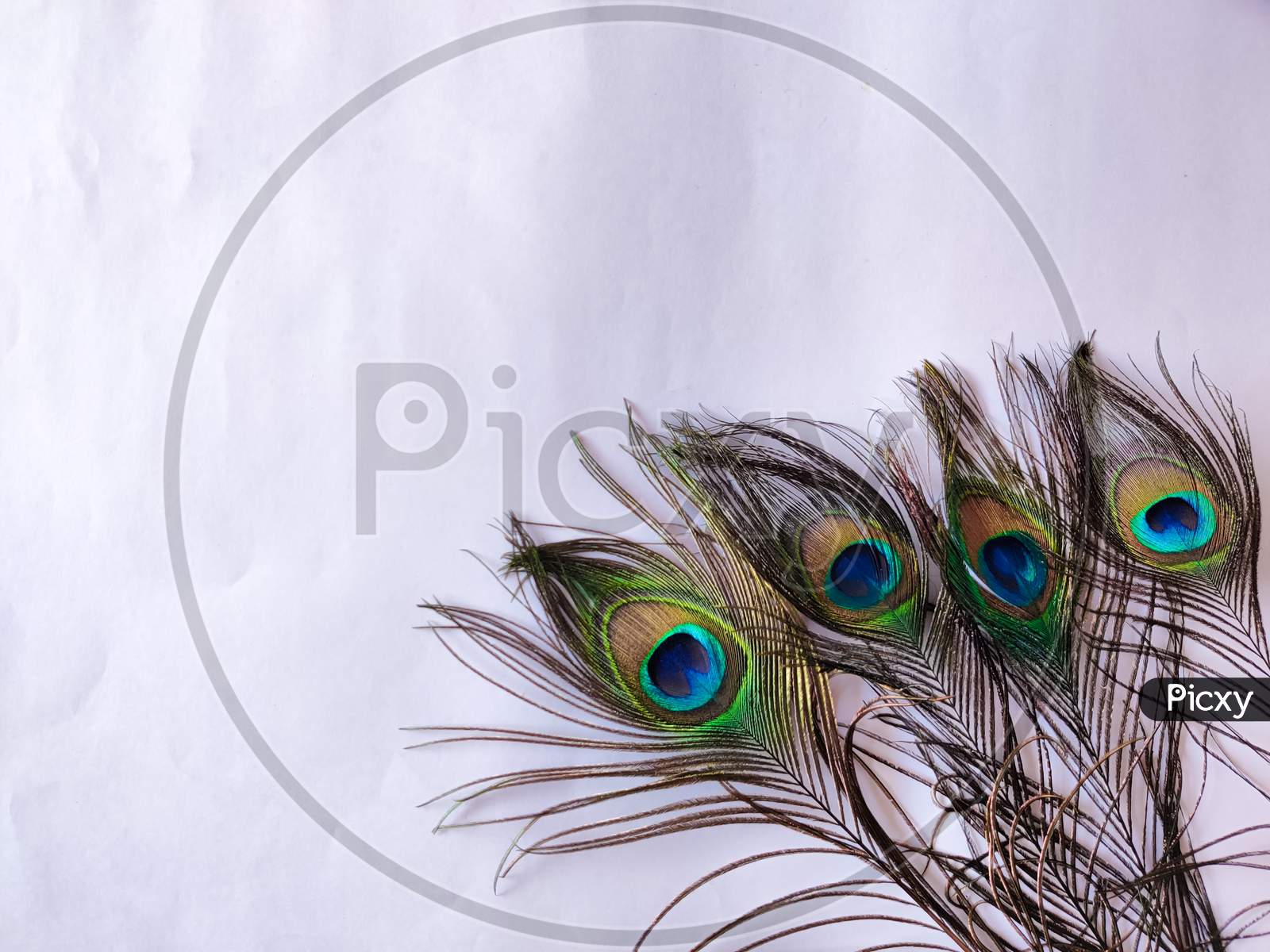 Four Set Of Peacock Feathers Isolated On White Background. Copy Space