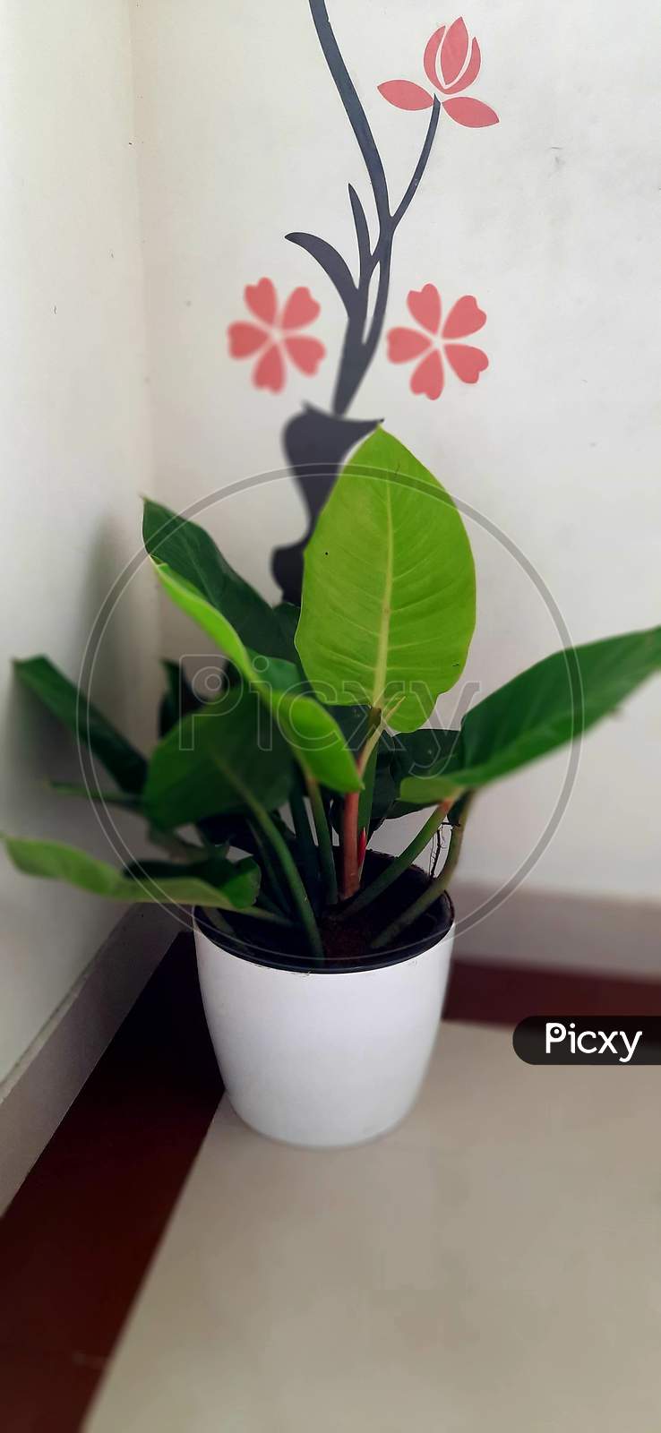 Philodendron Red Golden