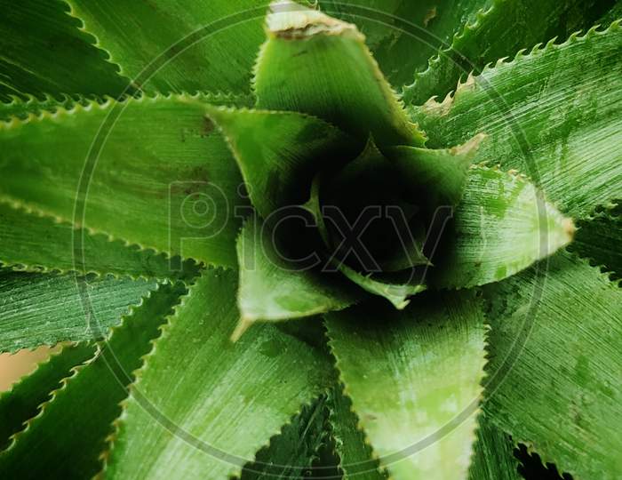 Pineapple Leaf
