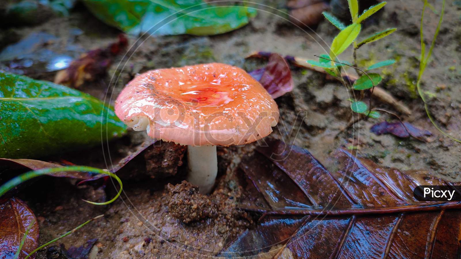 Orange juicy mushroom