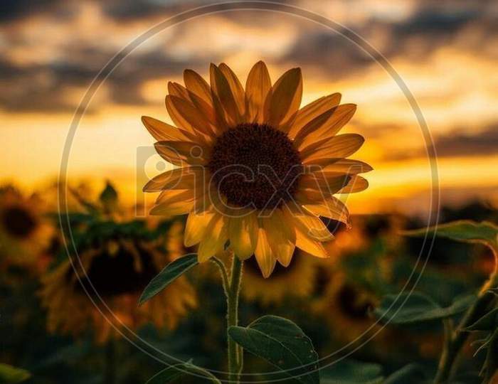 Sunflower Yellow sky natural