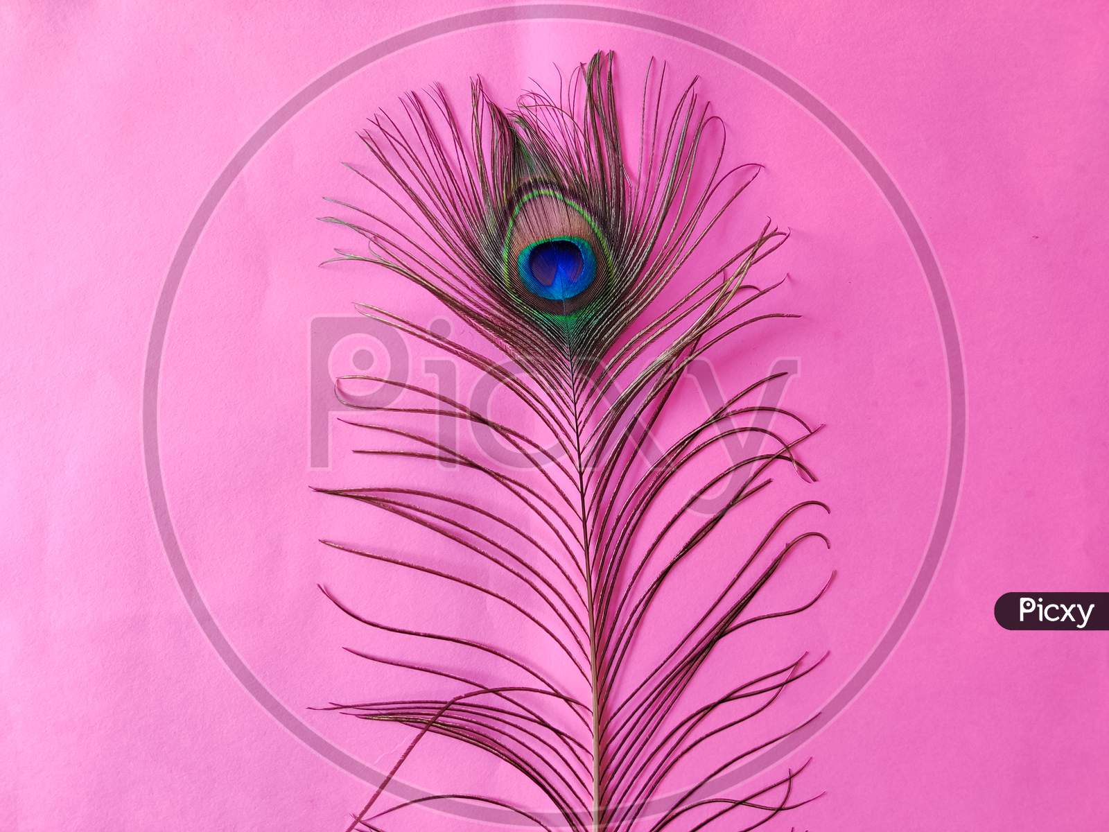 One Elegant Peacock Feather Isolated On Pink Background. Copy Space