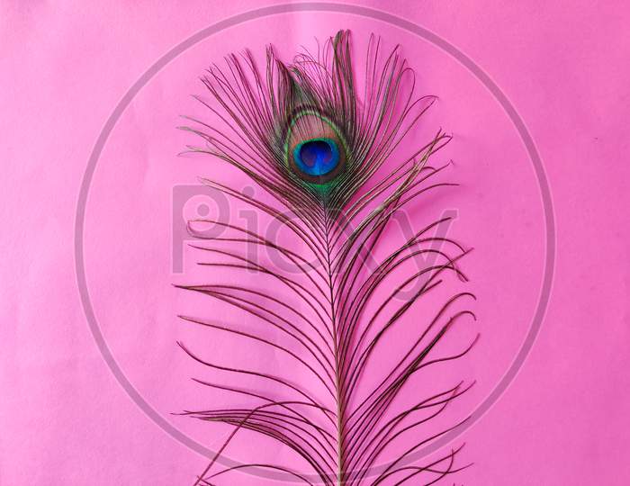 One Elegant Peacock Feather Isolated On Pink Background. Copy Space