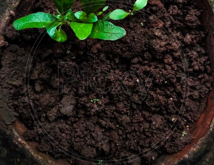 Small Green Plant With Soil In A Old Flower Flower Pot
