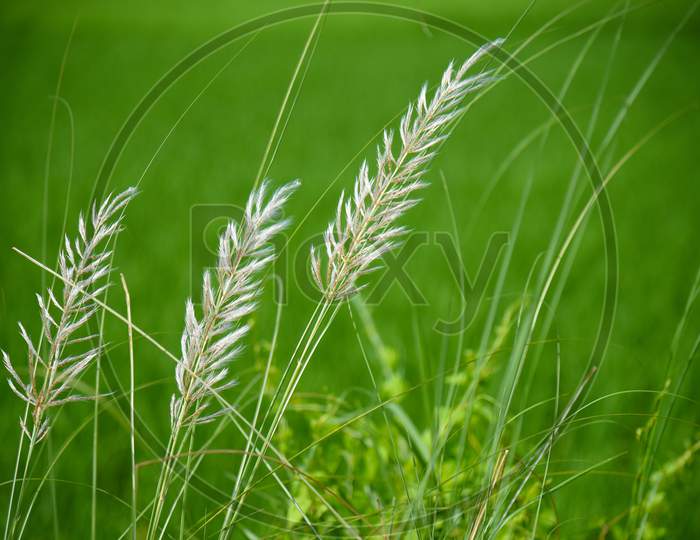 Beautiful White Kash Or Kans Grass In India West Bengal Beside Agricultural Farm Land Field In Durga Puja Festival Time With Blue Sky Green Plants